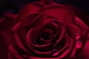 blood-red-rose-celestial-images.jpg