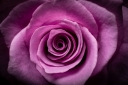 closeup-shot-beautiful-pink-rose-head.jpg