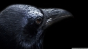 crow_6-wallpaper-1920x1080.jpg