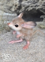 cute-mouse-long-eared-jerboa-by-yulia-leonovich.jpg