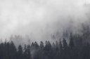 fog-background-forest-nature-outdoors-adventure-travel-mist-moody-mysterious-oregon-wilderness_t20_GRkRWw.jpg