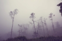 foggy-jungle-2021-08-26-23-01-10-utc.jpg