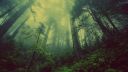 forest-mist-fog-misty-wallpaper-preview.jpg