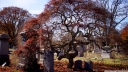 halloween_cemetery-wallpaper-1920x1080.jpg