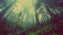 misty-forest.jpg