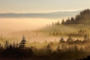 misty-trees_t20_NQLRZQ.jpg