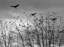 murder-of-crows-in-trees_t20_lRnNX8.jpg