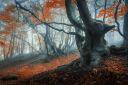 mystical-autumn-forest-in-fog-magical-old-trees-in-PV74YV2.jpg