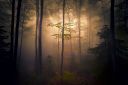 nature-dark-mist-forest-wallpaper-preview.jpg