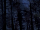 night-forest-trees.jpg