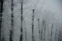 normal_winter-wonderland-a-line-of-trees-covered-with-snow_t20_1QzlPV~0.jpg