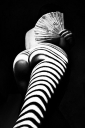 nude-photography-zebra-with-a-fan-thumb.jpg