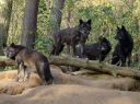 pack-of-black-wolves-in-the-forest.jpg