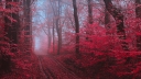 path_forest_fog_152062_1920x1080.jpg