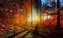 red-forest-wallpaper-preview.jpg