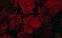 red_leaves_in_black_background_4k_hd_black-t2.jpg