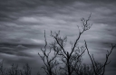 silhouette-dead-tree-on-dark-dramatic-sky-and-white-clouds-background-for-death-and-peace-halloween_t20_gLQpdY.jpg