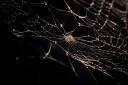 vecteezy_spider-web-isolated-on-black-background-golden-shiny-light_27001837_376.jpg