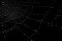 vecteezy_spiderweb-dark-background-cobweb-with-water-drops-ai_27001834_487.jpg