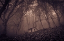 view-of-small-abandoned-haunted-house-in-the-enchanted-wood-with-fog_t20_vRZxrz.jpg