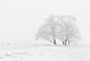 winter-nature-season-trees-66284~0.jpeg