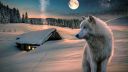 winter-snow-wolf-moon-wallpaper-preview.jpg