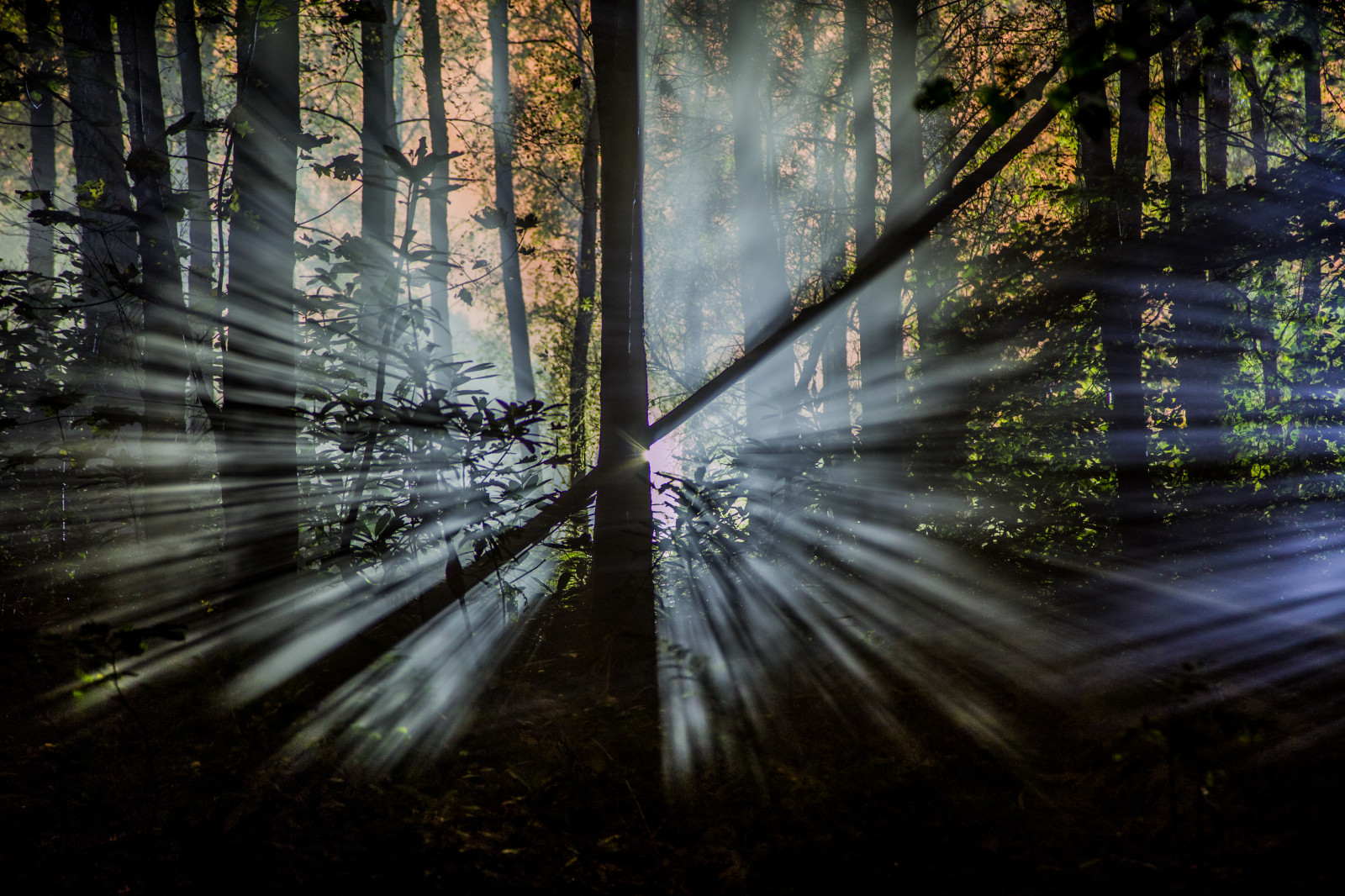 trees_tree_nature_up_field_closeup_night_forest-1055564.jpg