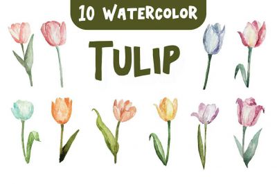 10_Watercolor_Tulip_Flower_Illustration_Graphics~0.jpg