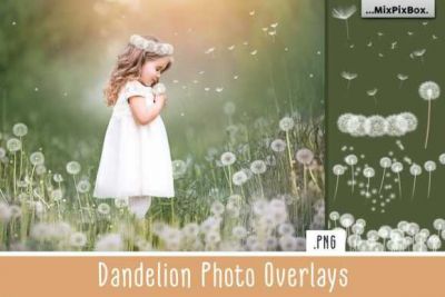 Dandelion_Overlays~5.jpg