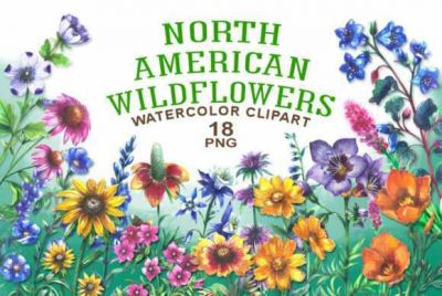 North_American_Wildflowers~0.jpg