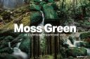 14_Moss_Green_Lightroom_Presets_and_LUTs.jpg