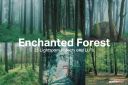 25_Enchanted_Forest_Lightroom_Presets_and_LUTs.jpg