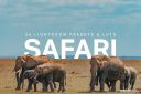 25_Safari_Lightroom_Presets_and_LUTs.jpg