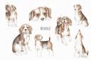 Beagle_Dogs_Hand_Drawn_Clipart_Png~1.jpg