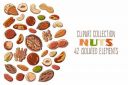 Clipart_Collection_Nuts_and_Leaves~0.jpg