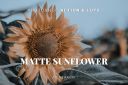 Matte_Sunflower_Photoshop_Action___LUTs.jpg