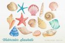 Watercolor_Seashells_Clipart_PNG~1.jpg