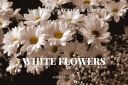 White_Flowers_Photoshop_Action___LUTs.jpg