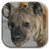 hyenaicon.png