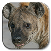 hyenaicon.png