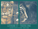 Li27_-_Tigers_One.png