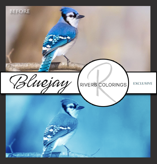 Bluejay
