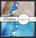 RiversColorings-Bluejay.png